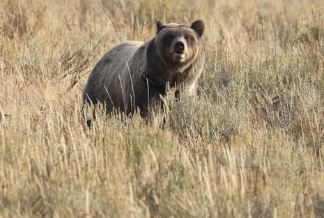 Backpacker Attacked by Wild Animal in National Park Air Lifted to Hospital