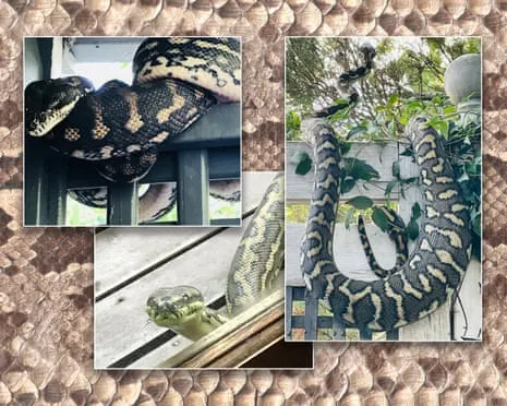 Accepting my Reptiles in the Roof: A Transformation from Fear to Fascination
